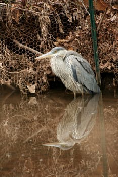 A juvenile blue heron wading in a stream