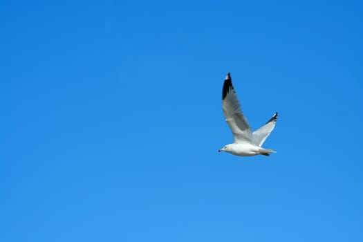 A Seagull flying against a bright blue sky
