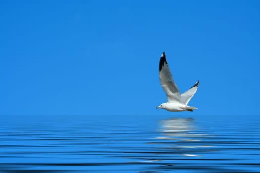 A Seagull flying against a bright blue sky