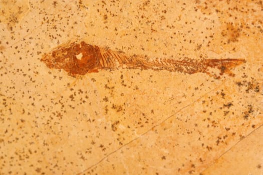 A Fossile fish in stone background