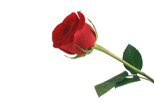 A Isolated red rose on white background