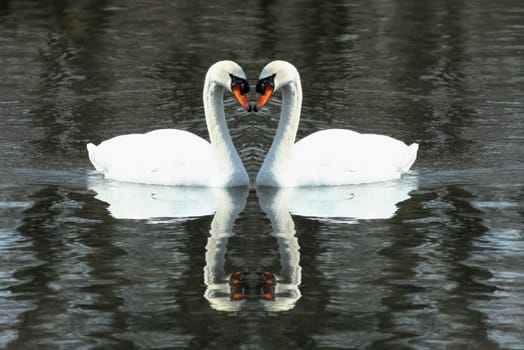 Two White swans swimming in a lake formin a heart