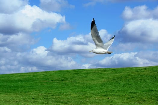 A Green Field and cloudy blue sky