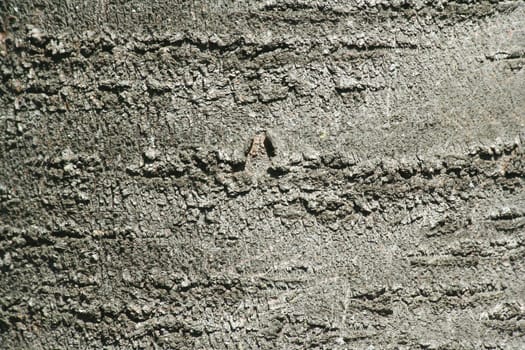 A Tree bark texture abstract background