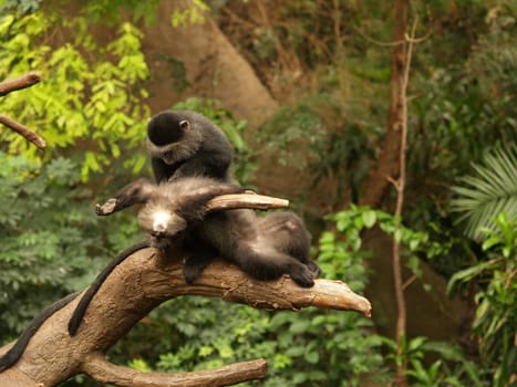 One monkey looking for fleas on another monkey,