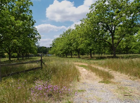 Road through a mature pecan grove budding with new leaves in south Georgia during springtime.