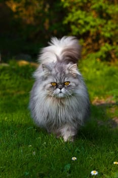 Persian tomcat