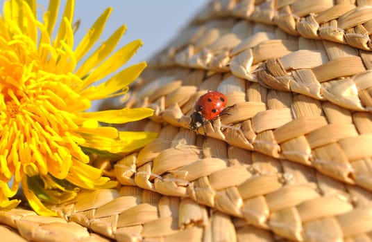 Ladybird