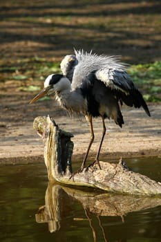Grey heron