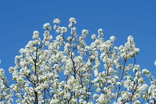 a White blooming tree against a blue sky