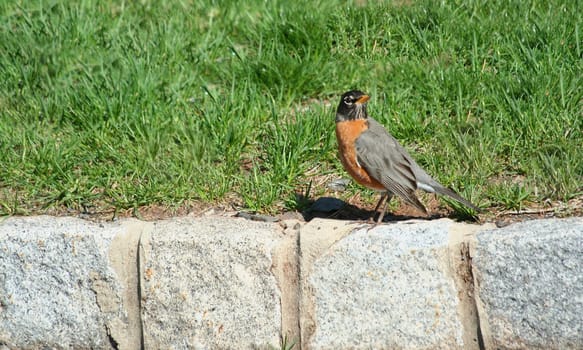 A Redbrested Robin on a curb a sign of spring