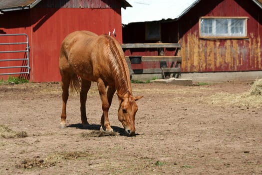 A Chestnut horse near a red barn