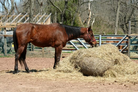 A Brown horse feeding on hay