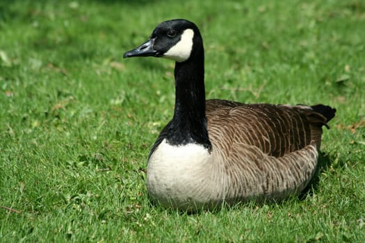 A Canadian goose resting on a lawn