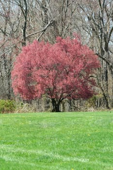 A Red blooming tree at the edge of a field