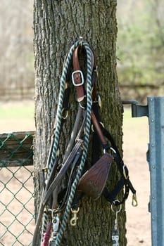A Horse bridel and rope on a tree