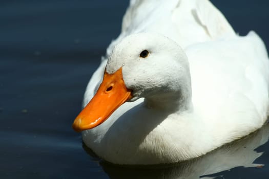 A White domestic duck in a pond