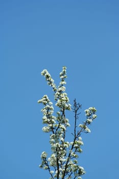 A Tree blooming against blue sky