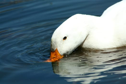 A White domestic duck drinking in a pond