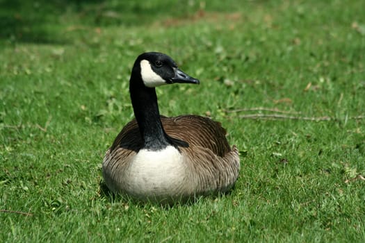 A Canadian goose resting on a lawn