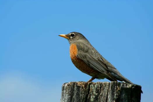A redbrested robin on a fence post