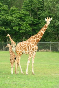A Mother and child Giraffes on a safari