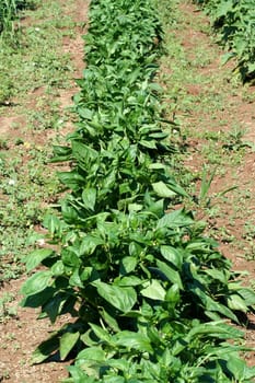 A Row of freash garden pepper plants