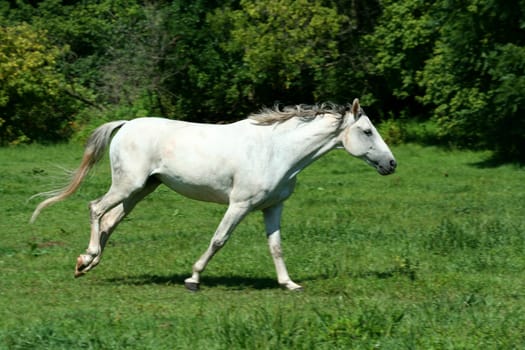 A White horse running in a green field