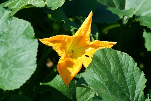 A yellow zucchini flower in a garden