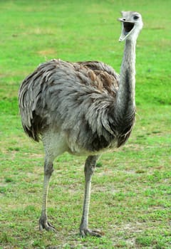 A Rhea with it&#039 s mouth open