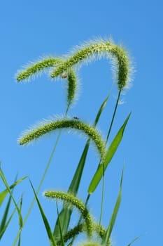 Some Giant Foxtail weeds against a blue sky