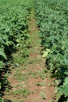 TwoRows of freash garden eggplant plants