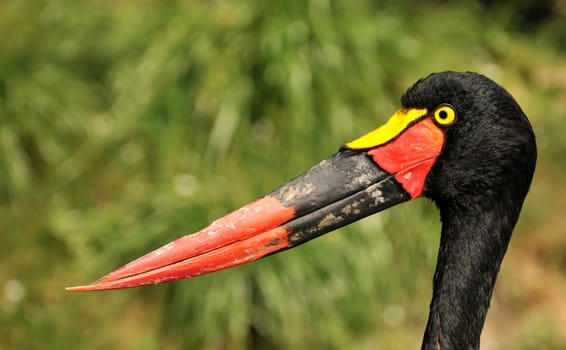 The saddle stork