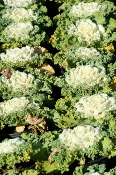 A bunch of Flowering Cabbage or Ornamental Kale