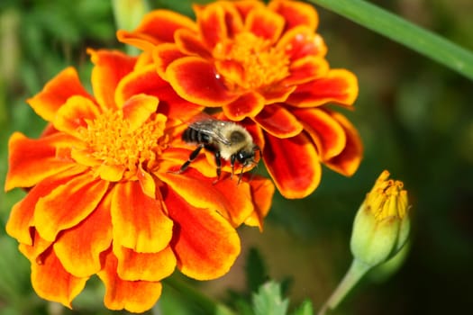 A Bumble Bee on a marigold