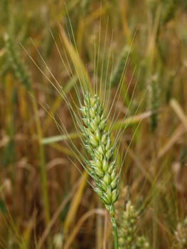 Close-up of ripening bearded wheat with aphids.