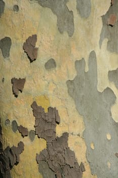Walnut tree bark background texture