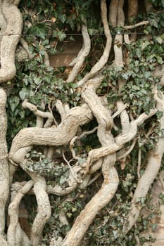 Ivy roots climbing on a wall