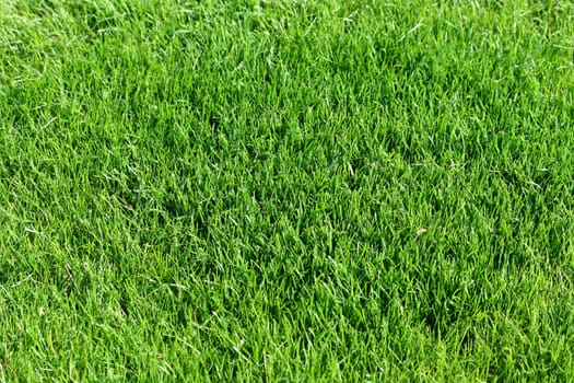 Green grass background texture image
