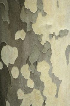 Walnut tree bark background texture