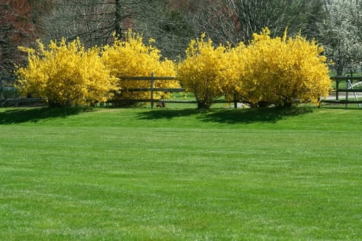 Yellow bushes along a wooden fence with grass