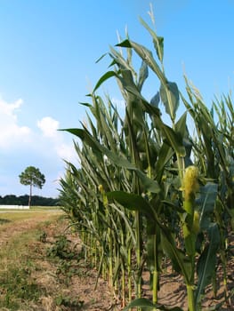 Outer row of a corn field beside a road.