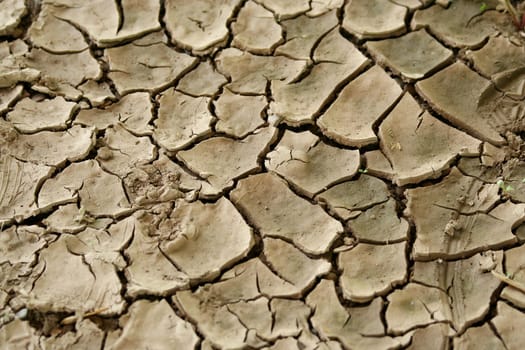 Cracked mud