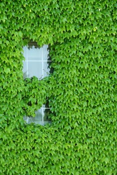 A old window convered in ivy