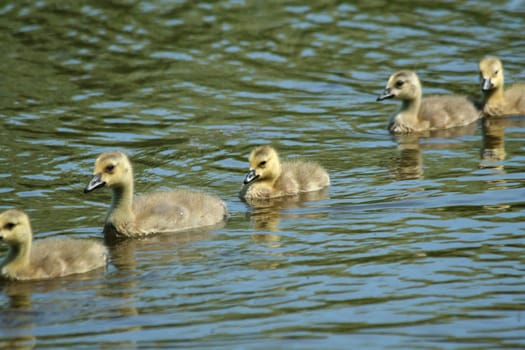 Some young  goslings swimming in a pond