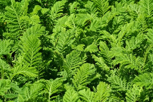 A fern background texture