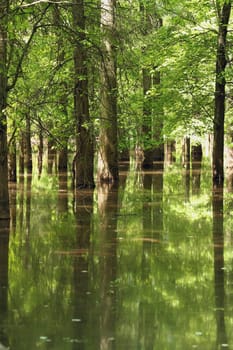 Tree reflections in water