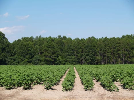 A field of young immature green cotton plants  in south Georgia, USA.