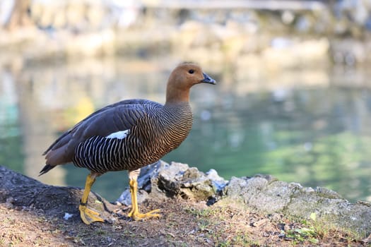 Upland or Magellan Goose female (Chloephaga Picta)