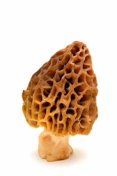 A single seasonal Morel mushroom on a light colored background.